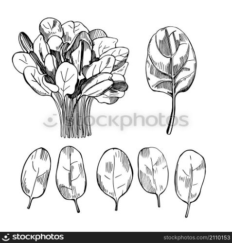 Hand drawn spinach. Spinach leaves drawing on white background. Vector sketch illustration.. Hand drawn spinach. Vector illustration.