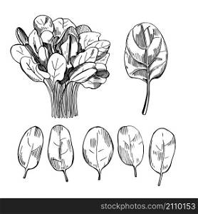 Hand drawn spinach. Spinach leaves drawing on white background. Vector sketch illustration.. Hand drawn spinach. Vector illustration.