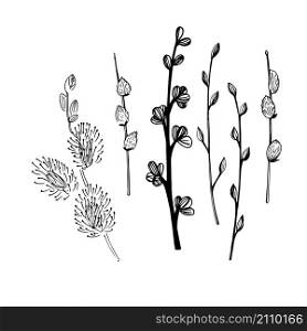 Hand drawn spring branch with buds.Vector sketch illustration.