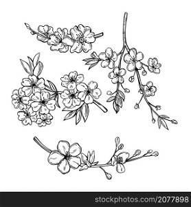 Hand drawn spring branches with flowers.Vector sketch illustration. . Spring branches with flowers. Vector illustration.