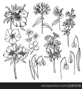 Hand-drawn spring flowers. Vector sketch illustration.. Spring flowers. Sketch illustration.