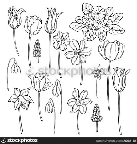 Hand drawn spring flowers. Vector sketch illustration.. Spring flowers. Vector illustration.