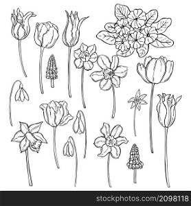 Hand drawn spring flowers. Vector sketch illustration.. Spring flowers. Vector illustration.