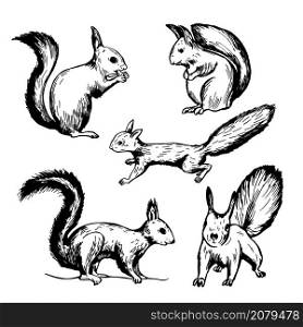 Hand drawn squirrel on white background. Vector sketch illustration.