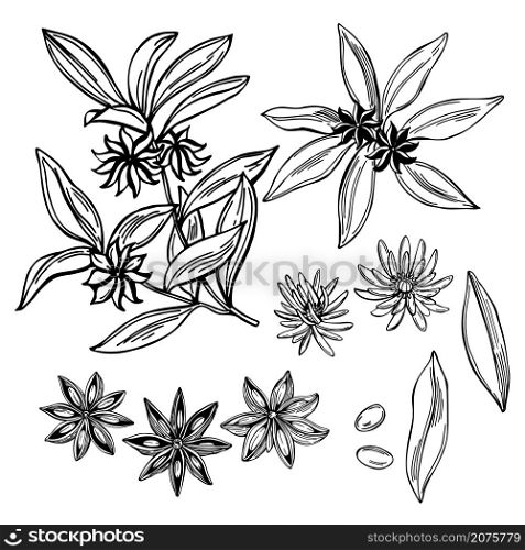 Hand drawn star anise. Vector sketch illustration.. Star anise. Vector illustration.