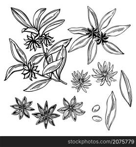 Hand drawn star anise. Vector sketch illustration.. Star anise. Vector illustration.