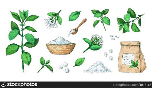 Hand drawn stevia. Healthy sugar alternative plant. Natural leaves extract. Sweet pills and dried stems. Diet product engraving collection. Green stalks with flowers. Vector organic sweeteners set. Hand drawn stevia. Healthy sugar alternative plant. Natural leaves extract. Sweet pills and dried stems. Diet product engraving collection. Stalks with flowers. Vector sweeteners set