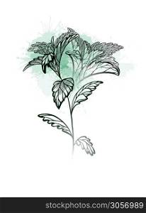 Hand drawn stevia plants with hatching and green watercolor splash. Natural healthy sweetener. Useful herbal organic product. Plant with branches, leaves. Vector engraving element for your design. Hand drawn stevia plants with hatching and green watercolor splash. Natural healthy sweetener. Useful herbal organic product. Plant with branches, leaves. Vector engraving element