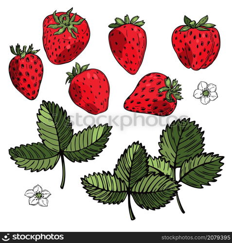 Hand drawn strawberry on white background. Fruits, flowers, leaves. Vector sketch illustration . Hand drawn strawberry. Vector sketch illustration