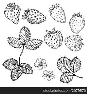 Hand drawn strawberry on white background. Fruits, flowers, leaves. Vector sketch illustration . Hand drawn strawberry. Vector sketch illustration