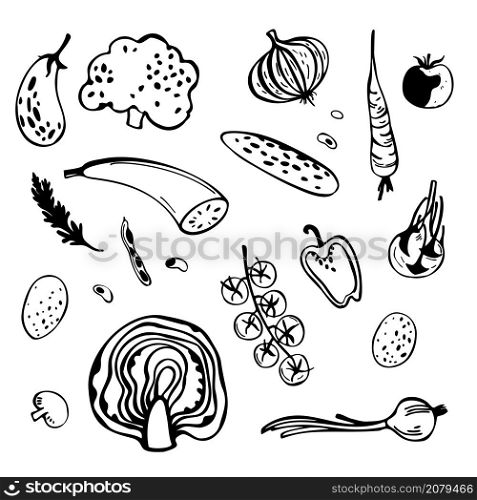 Hand drawn stylized vegetables. Sketch illustration.