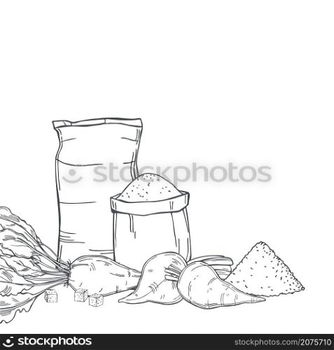 Hand drawn sugar beet and sack bags of sugar . Vector background. Sketch illustration.. Sugar beet and sugar. Vector background.