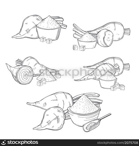 Hand drawn sugar beet and sugar on white background. Vector sketch illustration. . Sugar beet. Vector illustration.