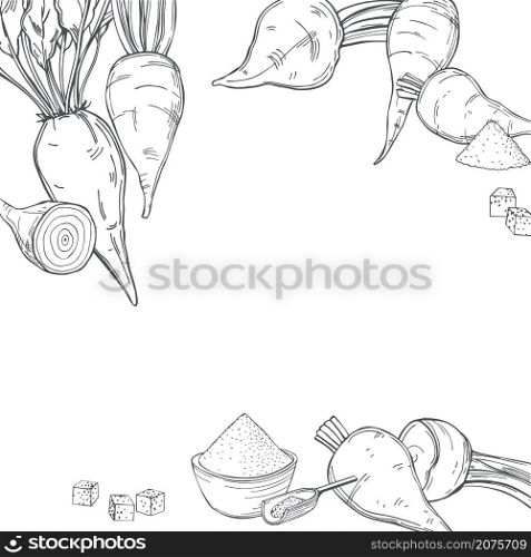 Hand drawn sugar beet . Vector background. Sketch illustration.. Sugar beet. Vector background.