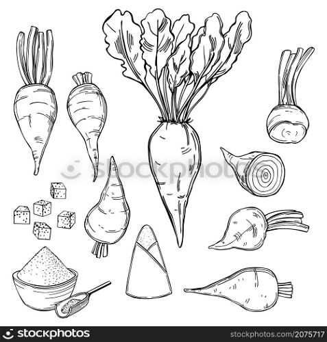 Hand drawn sugar beet. Vector sketch illustration.. Sugar beet. Vector illustration.