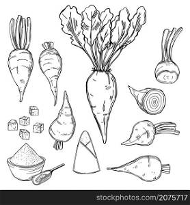 Hand drawn sugar beet. Vector sketch illustration.. Sugar beet. Vector illustration.