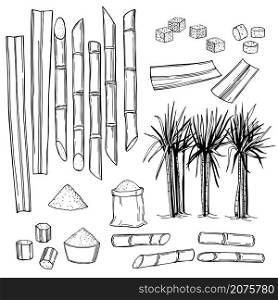 Hand drawn sugarcane. Vector sketch illustration.. Sugarcane. Vector illustration.