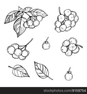 Hand-drawn sunberry  wonderberry , Solanum retroflexum. Vector sketch  illustration.. Sunberry.  Sketch  illustration.