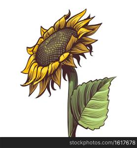 Hand drawn sunflower. Yellow wildflower in sketch style, sunny blossom with black seeds leaves and petals colored engraving illustration, botanical floral close up vector single isolated decor object. Hand drawn sunflower. Yellow wildflower in sketch style, sunny blossom with black seeds leaves and petals colored engraving illustration, botanical floral close up vector isolated object