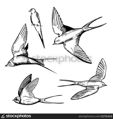 Hand drawn swallows on white background. Vector sketch illustration.