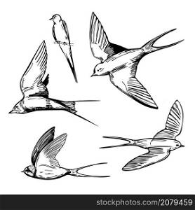 Hand drawn swallows on white background. Vector sketch illustration.