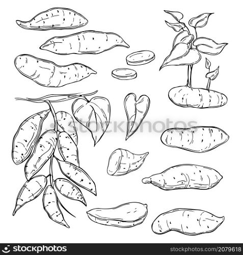 Hand drawn sweet potato on white background. Vector sketch illustration.. Hand drawn sweet potato. Vector illustration.