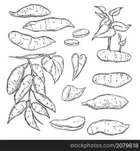 Hand drawn sweet potato on white background. Vector sketch illustration.. Hand drawn sweet potato. Vector illustration.