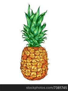 Hand drawn sweet ripe vector pineapple on a white background.