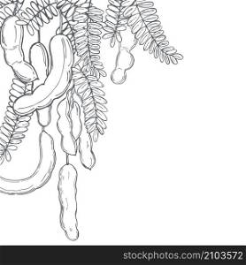 Hand drawn Tamarind (Tamarindus indica). Vector background. Sketch illustration.. Hand drawn Tamarind. Vector background.
