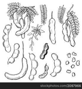 Hand drawn Tamarind (Tamarindus indica). Vector sketch illustration.