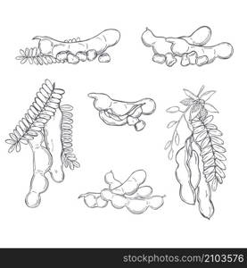 Hand drawn Tamarind (Tamarindus indica). Vector sketch illustration.. Hand drawn Tamarind Vector illustration.