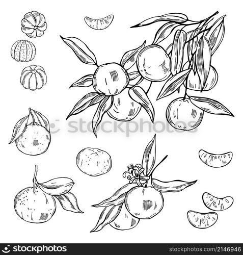 Hand drawn tangerines on white background. Vector sketch illustration. Hand drawn tangerines. Vector illustration