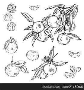 Hand drawn tangerines on white background. Vector sketch illustration. Hand drawn tangerines. Vector illustration
