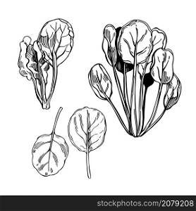 Hand drawn tatsoi or tat choy. Asian leaf mustard. Vector sketch illustration
