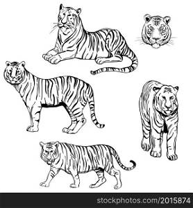 Hand-drawn tiger. Vector sketch illustration. Tiger set.