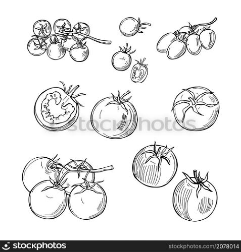 Hand drawn tomatoes on white background. Vector sketch illustration. . Sketch vegetables. Vector illustration