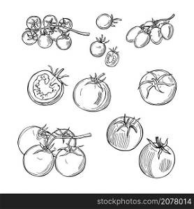 Hand drawn tomatoes on white background. Vector sketch illustration. . Sketch vegetables. Vector illustration