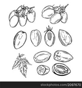 Hand-drawn tomatoes on white background. Vector sketch illustration. . Sketch vegetables. Vector illustration