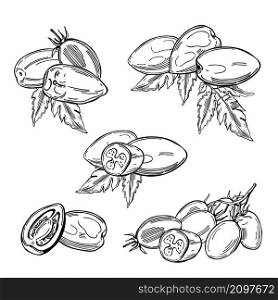 Hand-drawn tomatoes on white background. Vector sketch illustration. . Sketch vegetables. Vector illustration
