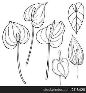 Hand drawn tropical flowers.Anthurium.Vector sketch illustration.. Hand drawn tropical flowers.Anthurium.