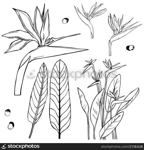 Hand drawn tropical flowers. Strelitzia.Vector sketch illustration.