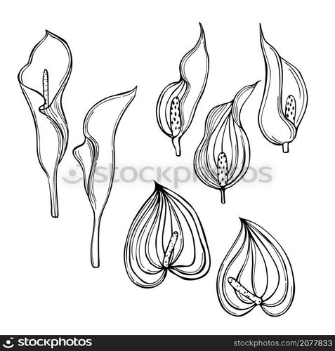 Hand drawn tropical flowers. Vector sketch illustration.. Tropical flowers. Vector illustration.