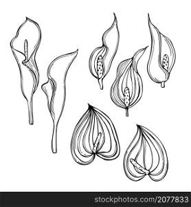 Hand drawn tropical flowers. Vector sketch illustration.. Tropical flowers. Vector illustration.