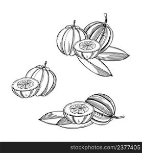 Hand drawn tropical fruits on white background. Garcinia Cambogia. Vector sketch illustration.. Garcinia Cambogia. Vector illustration