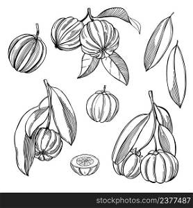 Hand-drawn tropical fruits on white background. Garcinia Cambogia. Vector sketch  illustration.. Garcinia Cambogia. Vector  illustration