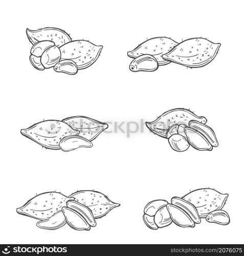 Hand drawn tropical fruits on white background. Salak (Salacca zalacca) or Snake fruit. Vector sketch illustration.. Tropical fruits. Vector illustration