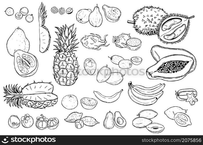 Hand drawn tropical fruits on white background.Vector sketch illustration.. Tropical fruits. Vector illustration