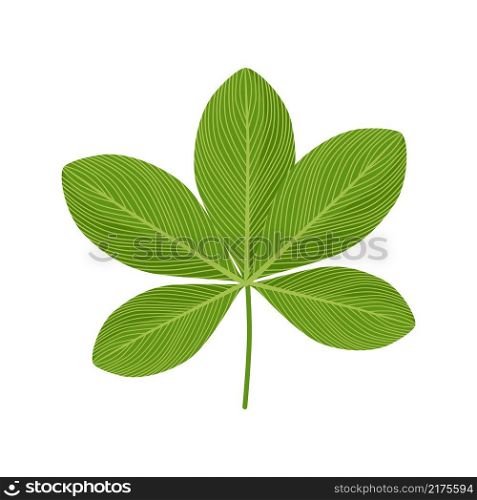 Hand drawn tropical leaves. Floral element isolated. Print, poster design. Vector illustration. Hand drawn tropical leaves.