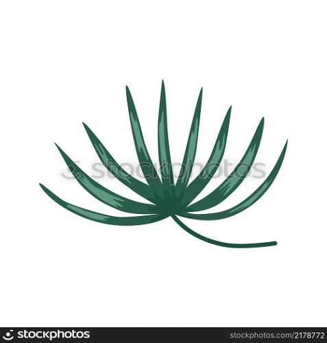 Hand drawn tropical leaves. Floral element isolated. Print, poster design. Vector illustration. Hand draw tropical leaves
