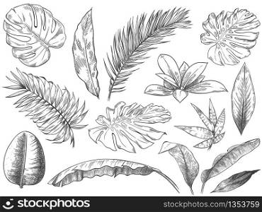 Hand drawn tropical leaves. Sketch tropic plants leafs, hand drawn exotic floral leaf vector illustration set. Exotic outline, line tropic botanical monstera. Hand drawn tropical leaves. Sketch tropic plants leafs, hand drawn exotic floral leaf vector illustration set